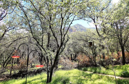 Sierra Vista Southeast House | Relaxing house on 9 acres with 3 Bird Gardens & trails in amazing Ramsey Canyon.