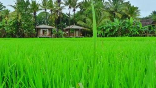 Polonnaruwa House | Rice Villa Retreat