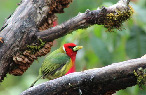 San Gerardo de Dota House | River Nest Lodge Costa Rica