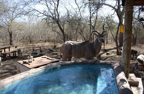 Marloth Park House | Sadadu