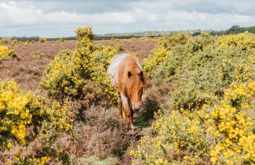 New Forest District House | Sail Away