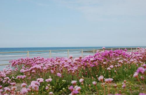 Tywyn Apartment | Salt Marsh Apartment