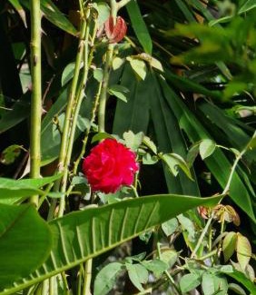 Devinuwara House | Samaraweera Family House