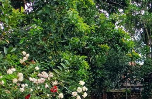 Sulthan Bathery House | SAN VILLA
