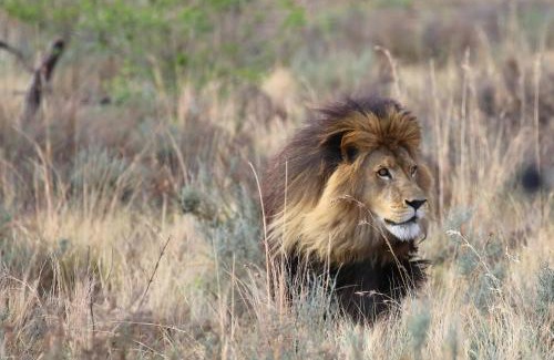 Bela-Bela Cabin | Schrikkloof Private Nature Reserve, home of The Lions Foundation