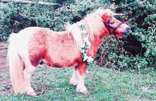 Welcombe House | Secluded converted horsebox Retreat in Welcombe