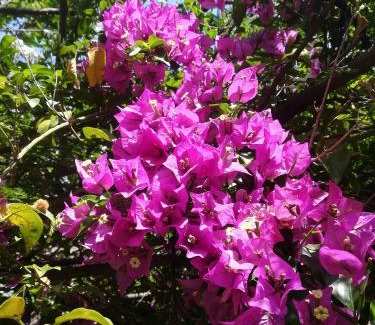 Giovinazzo House | Secret Garden