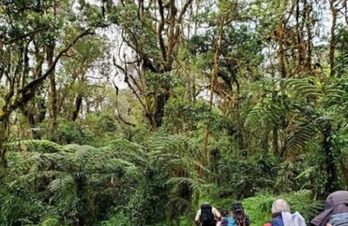 Moshi Other | SERE ADVENTURE SAFARI