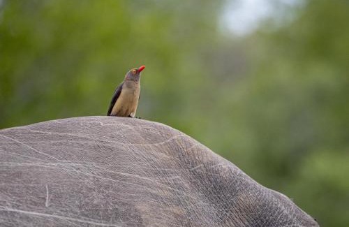 Thorny Bush Game Reserve Apartment | Simbavati Mvubu Cottage