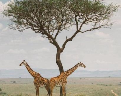 Maasai Mara Cabin | Sironka Mara