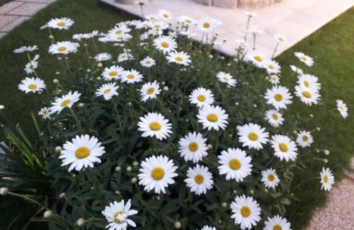 Maddalenedda Bed & Breakfast | Sole D'oro IUN S4354
