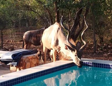 Marloth Park House | Sonador Bush House