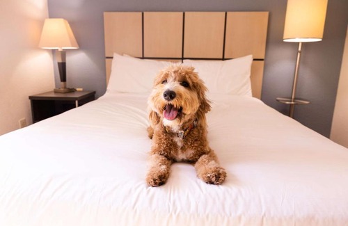 Santa Ana Hotel | Sonesta Simply Suites Orange County Airport