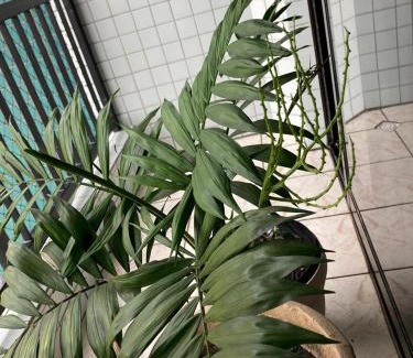 Aviacao Apartment | Sossego na PG