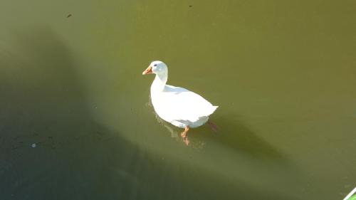 Bornheim Boat Rental | Sportboot Lorenzo