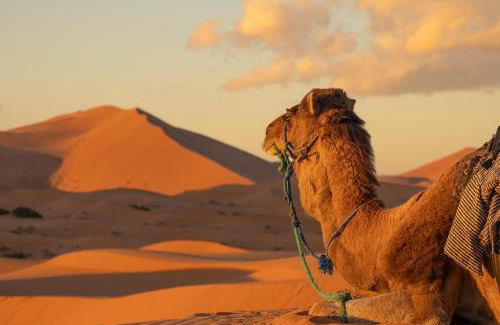 M'Hamid El Ghizlane Other | Starlit Desert Camp
