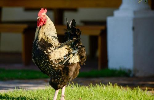 Wolvengat House | Strandveld Vineyards Cottages