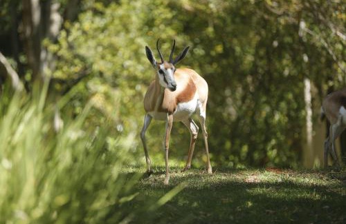 Constantia House | Strelitzia Cottage