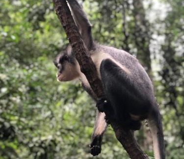 Bohorok Cabin | SumatraOrangutanDiscoveryVilla
