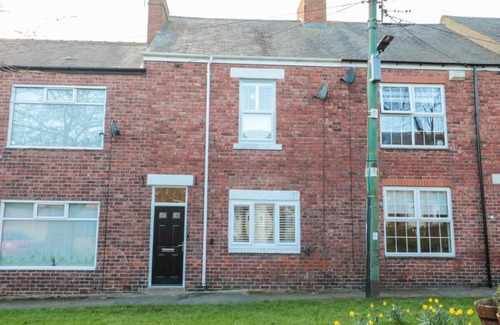 Whitley Bay House | Sunflowers