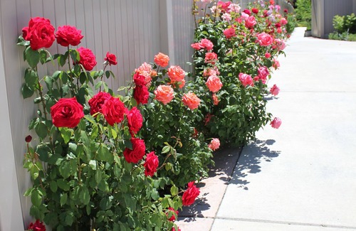 West Jordan Apartment | Sunny's Garden Homestay