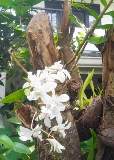 Habaraduwa Apartment | Sureka home stay