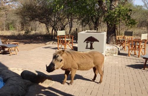 Hoedspruit House | Swiblati Lodge