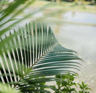 Sebatu Resort | Taksu Sebatu Villa