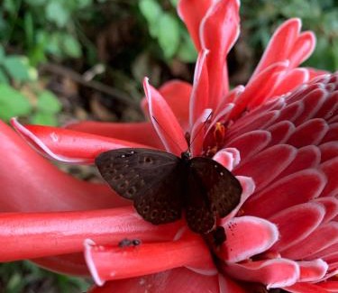 Tambopata House | tambopata oropendola
