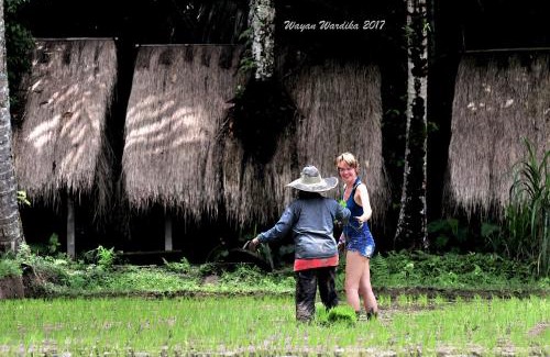 Taro Other | Tegal Dukuh Camp
