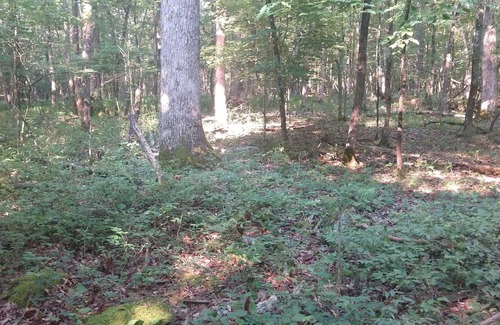 Rising Fawn RV Rental | Tentrr Signature Site - Forester Farms and Apiary Signature Site