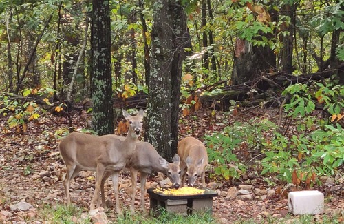 Maysville RV Rental | Tentrr Signature Site - Leaning Tree Woods