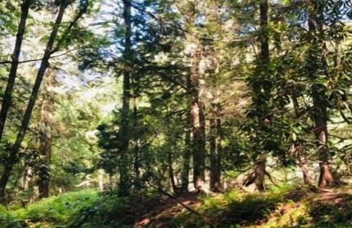Kauneonga Lake RV Rental | Tentrr Signature Site - Purple Haze at the Tentrr Catskill Retreat - Single Camp
