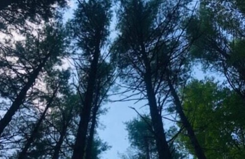 Kauneonga Lake RV Rental | Tentrr Signature Site - Purple Haze at the Tentrr Catskill Retreat - Single Camp