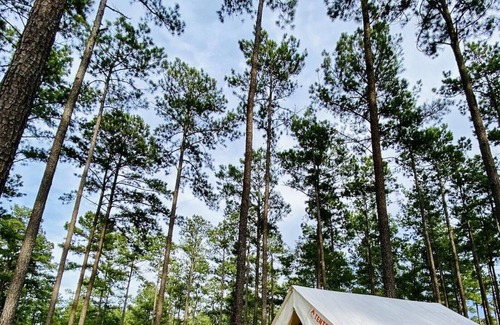 Talisheek RV Rental | Tentrr State Park Site - Louisiana Bogue Chitto State Park - Gorge Trail N - Sin