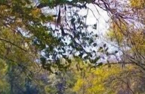 Talisheek RV Rental | Tentrr State Park Site - Louisiana Bogue Chitto State Park - Gorge Trail N - Sin