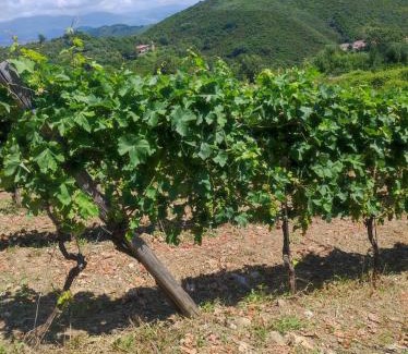 Santa Marina House | Tenuta del Bifan