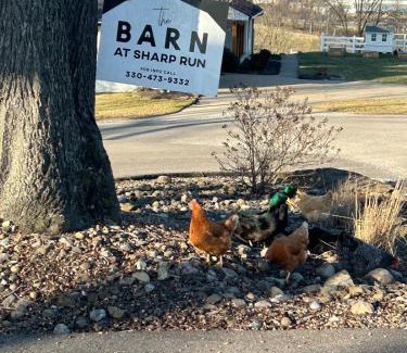Millersburg Apartment | The Barn at Sharp Run-Modern Barn in the heart of Amish Country