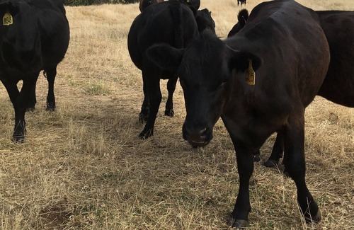 Beelerup Other | The Big Apple Farmstay