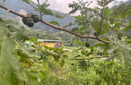 La Banda de Shilcayo House | The Cumbaza lodge