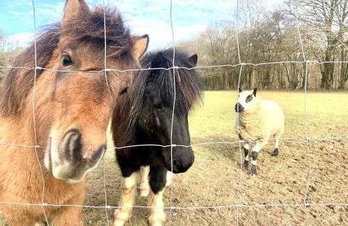 Horley Other | The Green Horsebox