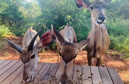 Marloth Park House | The Hedgehog at Marloth Park