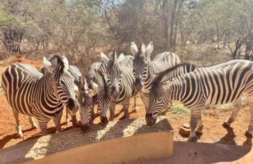 Marloth Park House | The Hedgehog at Marloth Park
