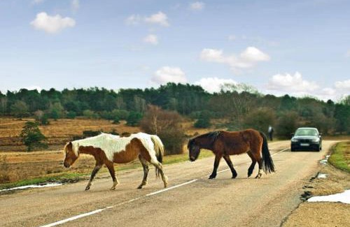 New Forest District Apartment | The Hut- Private 1 Bed Guesthouse in Lymington Town Centre, garden & parking