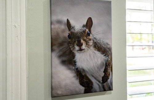 Orange Park House | The Nutty Squirrel!