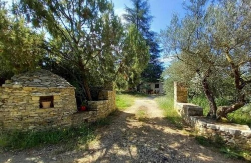 Correns House | The olive grove - CORRENS