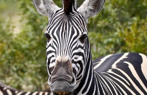 Lephalale Apartment | The Wild River Lodge - Lephalale