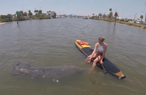 Hodgmans Daytona Boat Rental | Three Brothers Dolphin and Manatee Adventure Tour