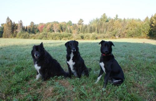 Calvin Bed & Breakfast | Top of Algonquin Bed and Breakfast