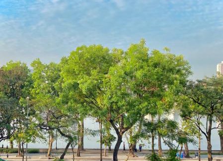 Hoang Mai House | Totto Homestay
